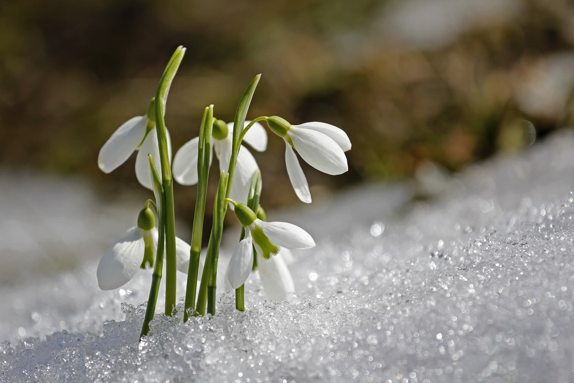 Sneeuwklokjes