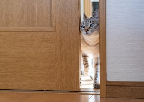 De kat en de deur